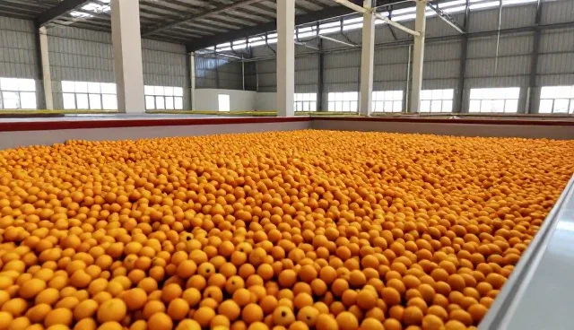 鲜果加工品适用场景与限制分析